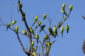 Flock Wild Australian Budgerigar Perched