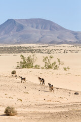 Wild goats in Corralejo sand dunes landscape, Fuerteventura