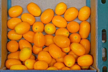 Kumquat in box