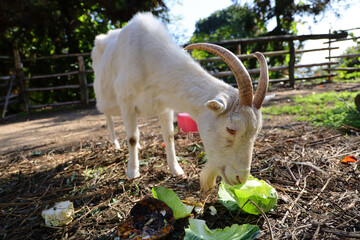 やぎとキャベツ