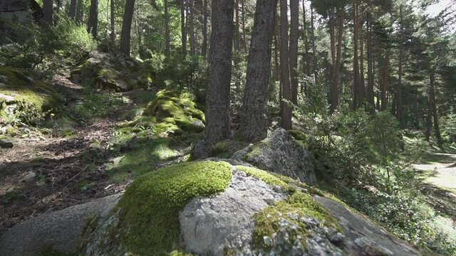 Beautiful natural environment. Green forest with rocks covered in moss. Walking in the woods.