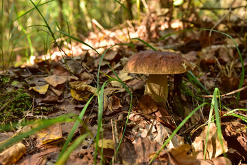 White mushroom in forest in autumn. Big boletus grows in the wildlife against the background of green moss. Porcini bolete mushrooms. Season for picked gourmet mushrooming.