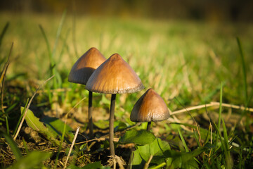 Several mushrooms on one meadow