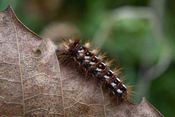 Limántridae caterpillars have characteristic tufts of hair on the back that resemble a toothbrush.