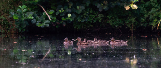 Wild duck family with a group of baby ducklings on a lake. refelctions in water. Long cover or social media