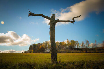 Tree that looks like a witch