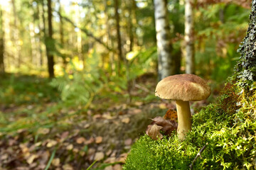 White mushroom  in wildlife on of sunbeams background. Boletus grows in forest against the background of green vegetation. Porcini bolete mushrooms. Season for picked gourmet mushrooming.