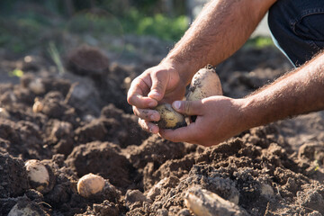 man planting potatoes in garden