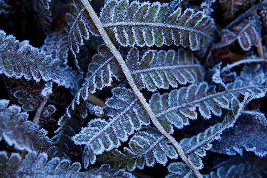 Frosty Fern Leaves In The Winter Garden.