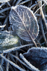 Frosty leaves in the winter garden.