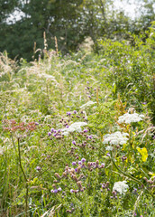 Wild flower meadow UK