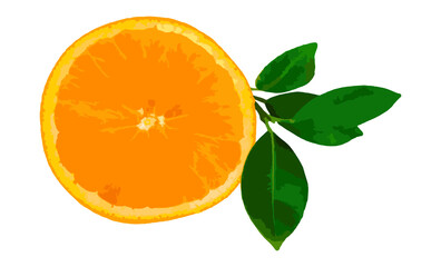 Illustration of a cut orange on a white background. Slice of citrus fruit. Template for creative and graphic works. Layout,