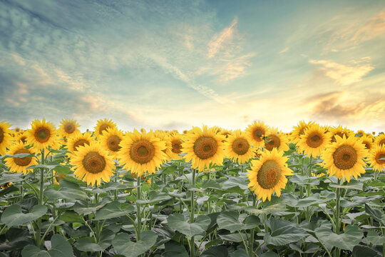 Sunflowers background in the evening gentle sun