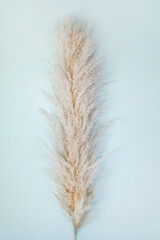 Pampas grass on blue background