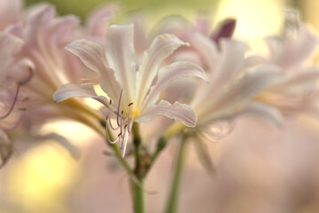 Flower, pink resurrection surprise lily