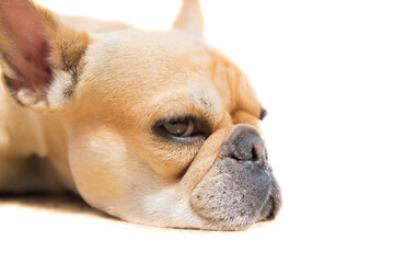 Fototapeta premium Face of a funny French Bulldog relaxing on a perfect white background
