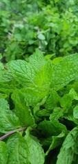 fern leaves