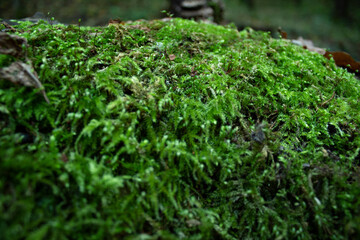 green moss on the ground