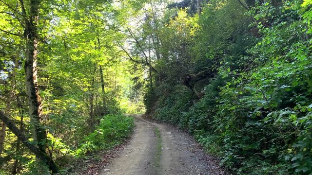 Footage of mountain path and trees captured in "Kulin" mountain of Macka district in Trabzon city of Black sea region in Turkey. Beautiful nature scene in sunny day. Camera moves forward.