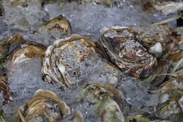 Close up fresh catch of oysters on ice