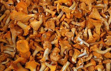 Chanterelle edible mushrooms at retail display