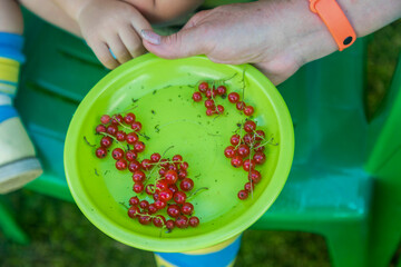 Grandma's hand holds a green plate with freshly picked red currants