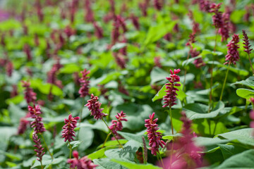 Pink Persicaria flowering plants in the knotweed family, plants are known commonly as knotweeds or smartweeds.