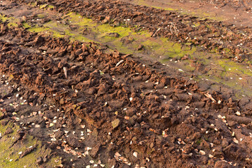 Soil view with small autumn leaves on the ground and green moss