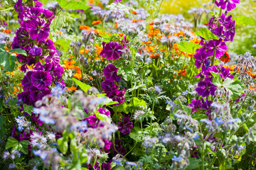 Fototapeta premium Colorful British countryside garden with sweet cicilt, English marigold, mallow and many other flowers.