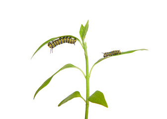 Two monarch caterpillars on milkweed seedling, third instar hanging from bottom of a leaf and...