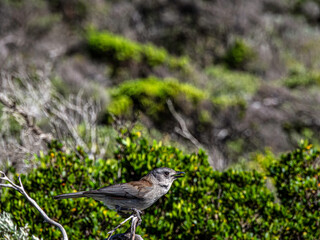 Golden Whistler Squawks