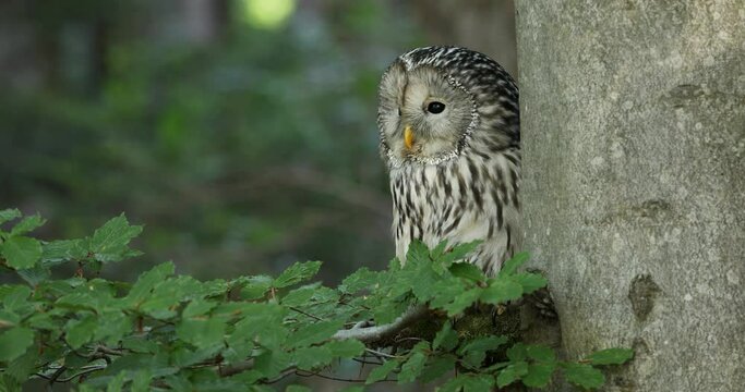 Ural owl, Strix uralensis, in beech forest. Owl perched on branch and peeks out from behind tree trunk. Beautiful grey owl in nature habitat. Wildlife scene. Bird of prey perched in green leaves.