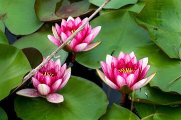 Beautiful pink water lily Nymphea in the pond.