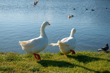 Close up two white goose on the shore of the pond.