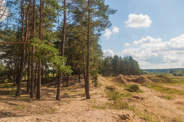 Tall pine trees in the forest on a summer sunny day against Blue Sky