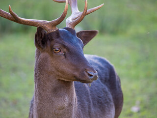 Hirsch an einem sonnigen Herbsttag 