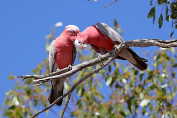 Pink and Grey Galah pair preening each other