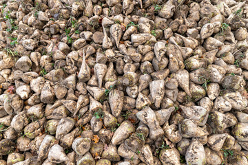 A pile of sugar beet on the field. Harvest harvested from the field in autumn, prepared for export.