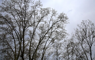 Silhouette of tree crowns before the storm, with gray sky background