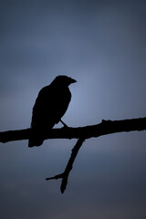 Silhouet of a crow