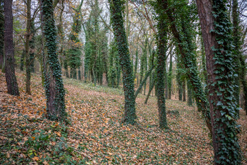 trees overgrown with leaves