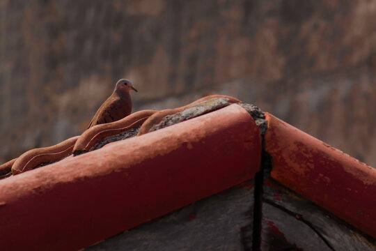 Dove (Common Ground-Dove), perched on a red tile roof, with a rustic wall in the background.