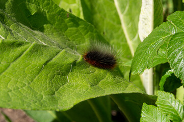 Kaya bear caterpillar.