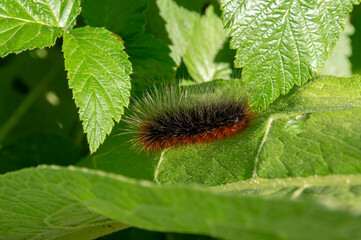 Kaya bear caterpillar.