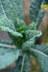 Kale Plant 