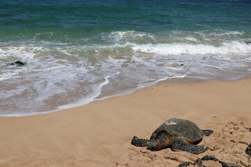 Sea turtles in Hawaii wildlife