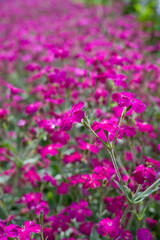 Lychnis walkeri 'Abbotswood Rose' -  pink blooming rose campion meadow.