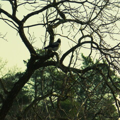 birds on tree