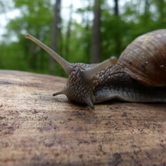 snail on a leaf