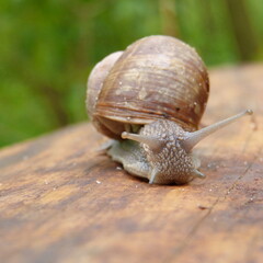snail on a leaf